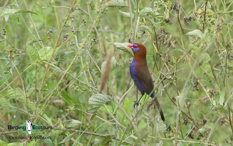Kenya birding tours