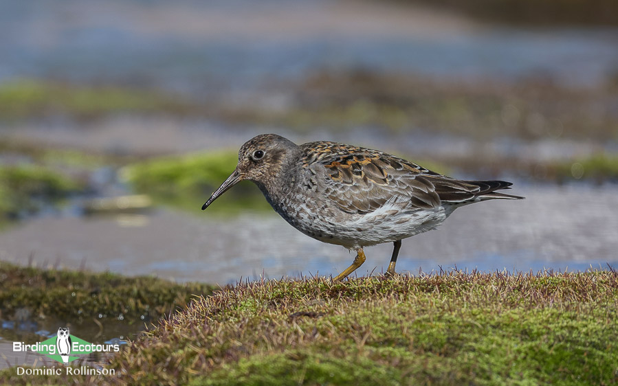 United Kingdom birding tour