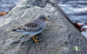 Baltic birding tour