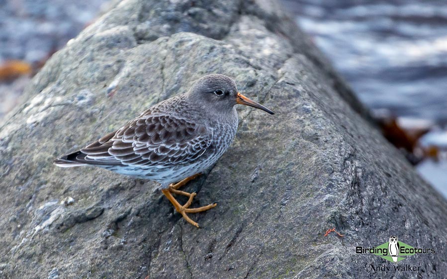 Baltic birding tour