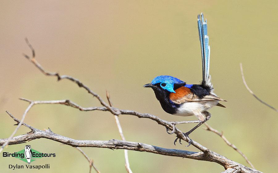 Alice Springs birding tours