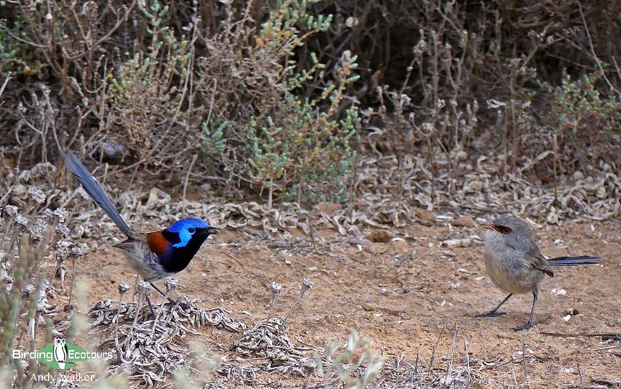 Alice Springs birding tours