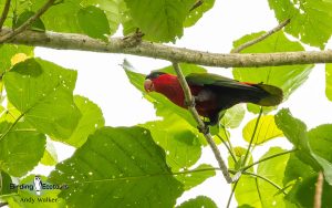 Papua New Guinea birding tours