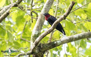 Panama birding tours