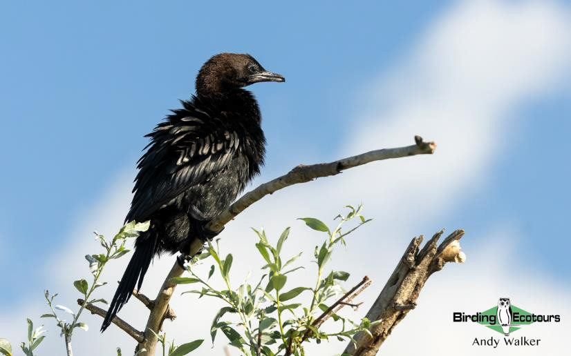 Greece birding tours