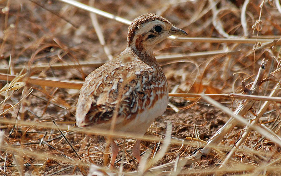 Senegal birding tour