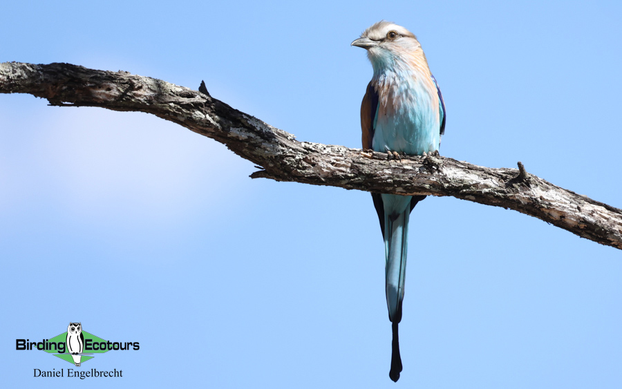 Tanzania birding tour