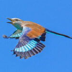 Zimbabwe wildlife safari
