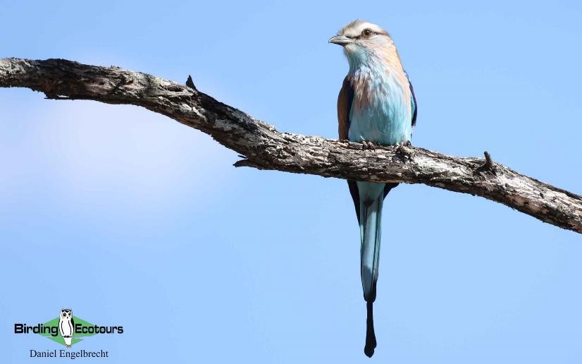 Tanzania birding tours