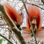 Papua New Guinea birding tours