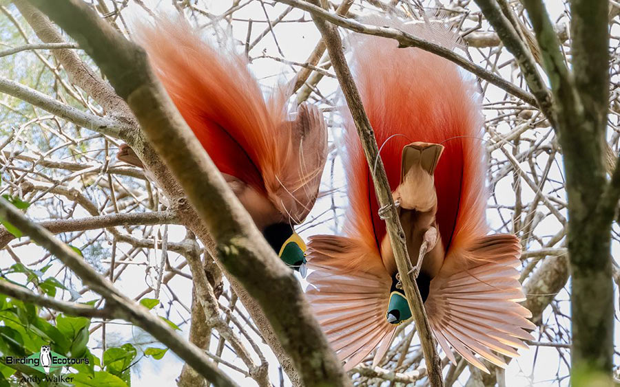 Papua New Guinea birding tours