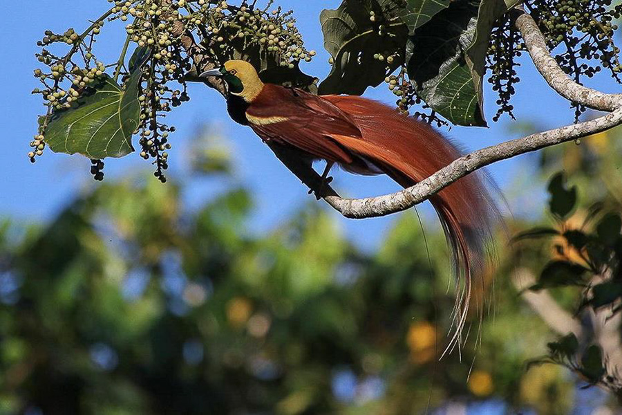 Papua New Guinea birding tours