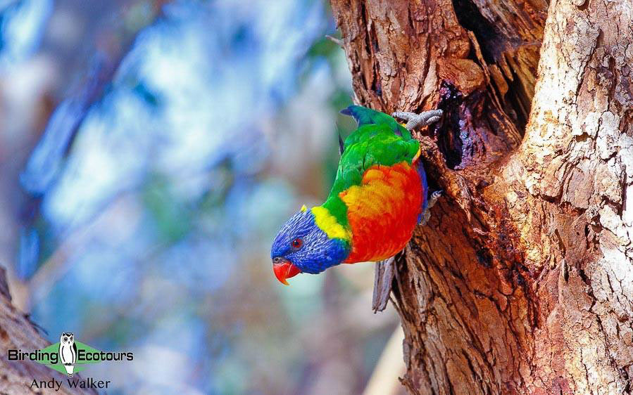 Outback birding tours
