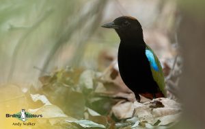 Northern Australia birding tours