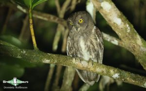 Remote North Madagascar birding tour