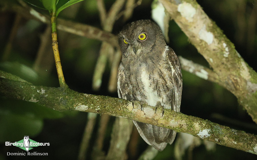 Remote North Madagascar birding tour