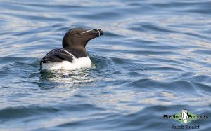 Maine birding tours