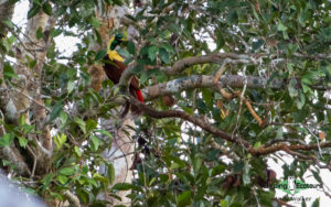West Papua birding tours