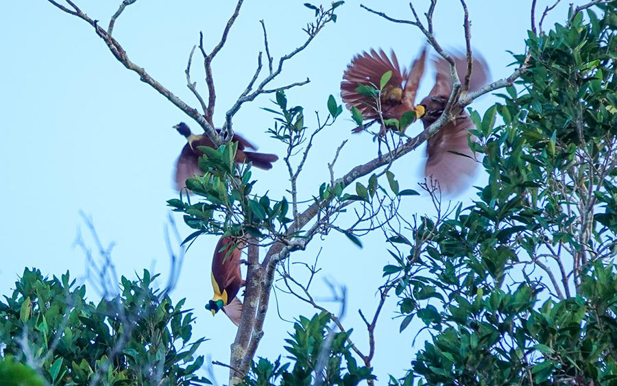 West Papua trip report August 2022