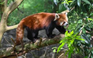 Sichuan birding tours