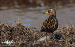 Alaska birding tours