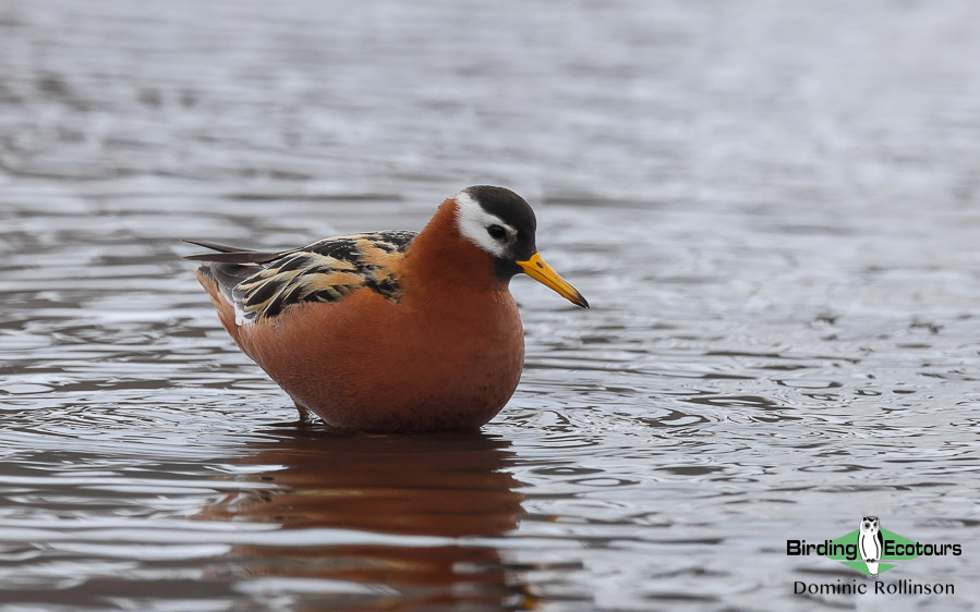 Svalbard birding cruise