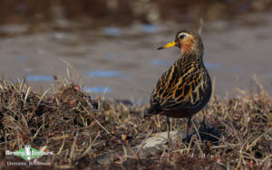 Svalbard birding cruise