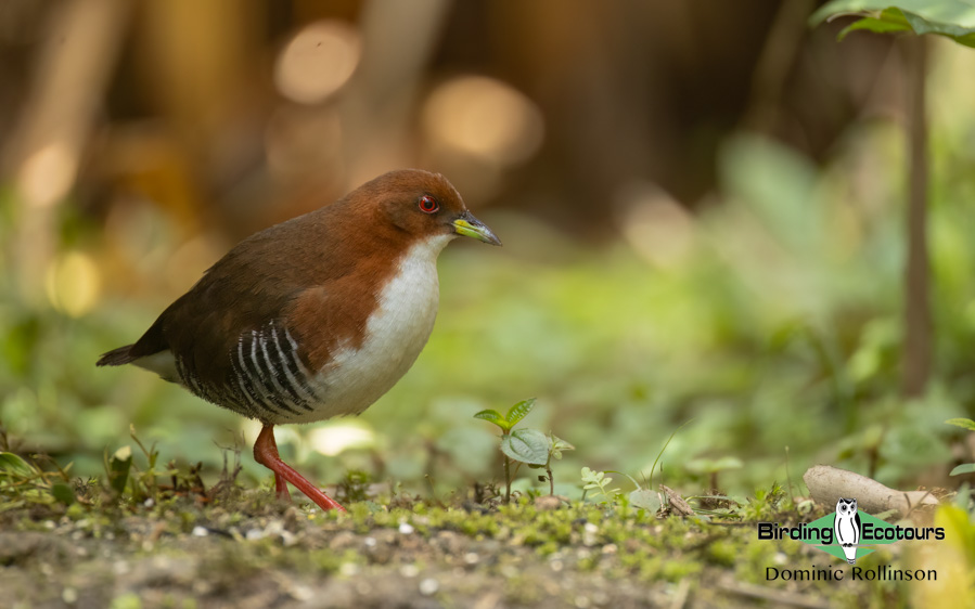 Southeast Brazil bird tour
