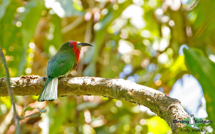 Central Thailand birding tours