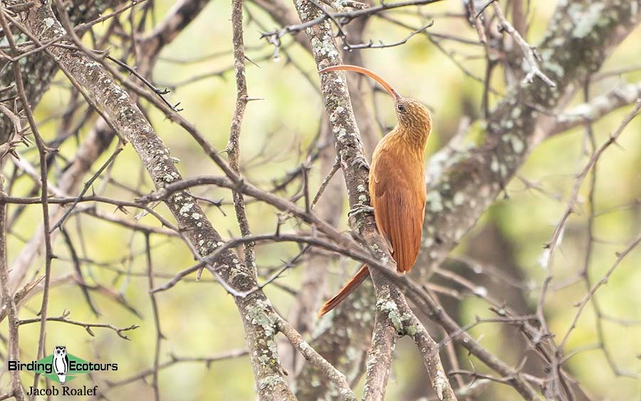 Brazil birding report