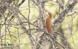 Brazil birding tours