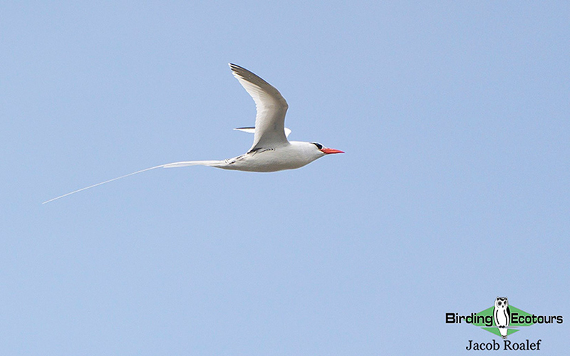 Galapagos birding cruise
