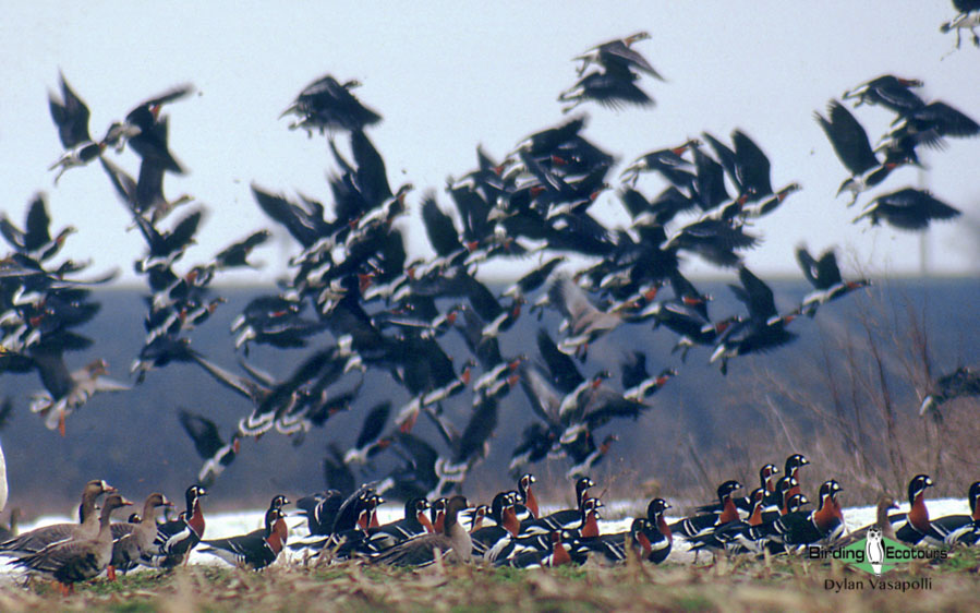 Bulgarian birding tours