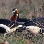 Bulgaria Birding Tours