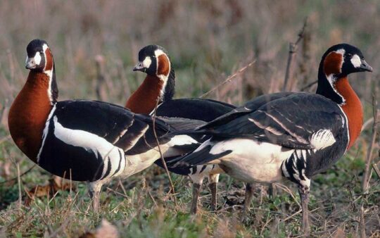 Bulgaria Birding Tours