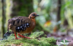 Sarawak birding tours