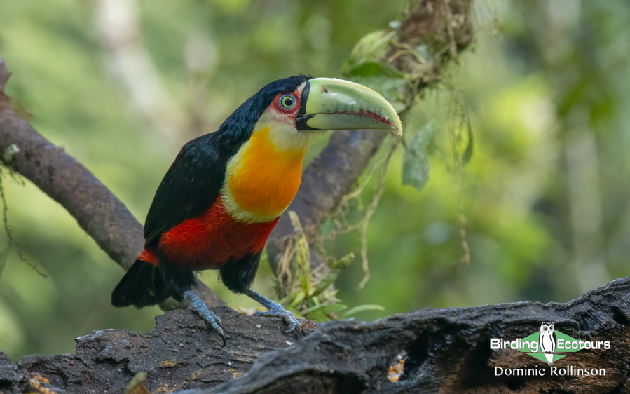 Southeast Brazil bird tour