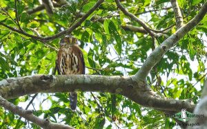 Owls of West Africa