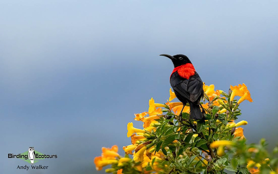 Papua New Guinea birding tours