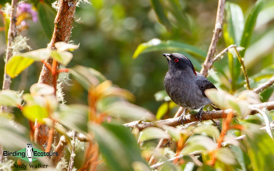 Central Peru birding tour