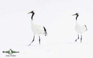 Japan Winter Birds