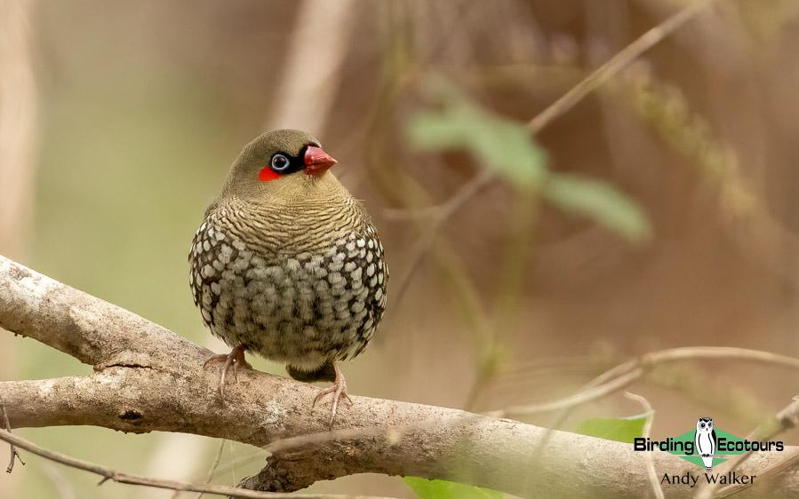 Western Australia birding tours