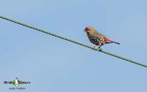 Southwest Australia birding tours