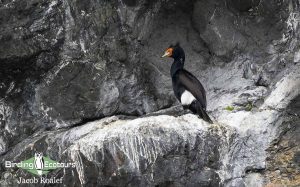 Alaska birding tours