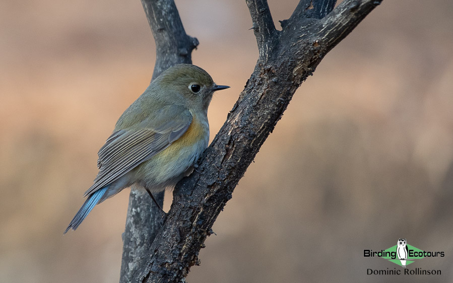 Red-flanked Bluetail, Starling and Thrushes