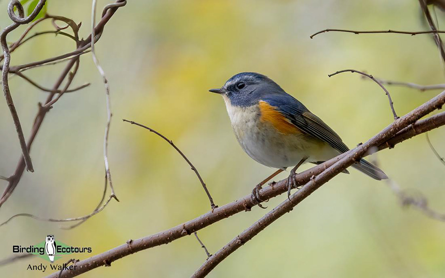 Japan Winter Birds