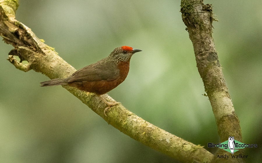 Ghana birding tours