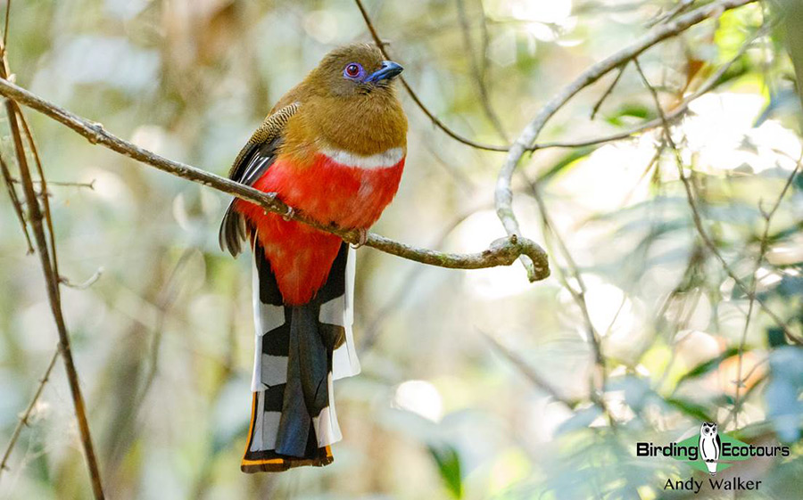 Northern Thailand birding tours
