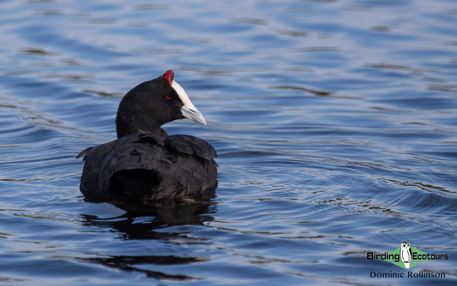 Andalusia birding tour