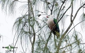 Papua New Guinea birding tours